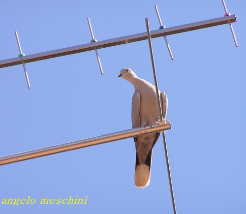 Tortora dal collare orientale - Streptopelia decaocto